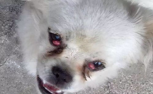 小狗眼屎多是怎么回事
