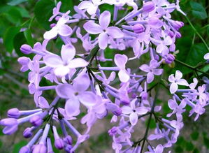 紫丁香花，紫丁香花语