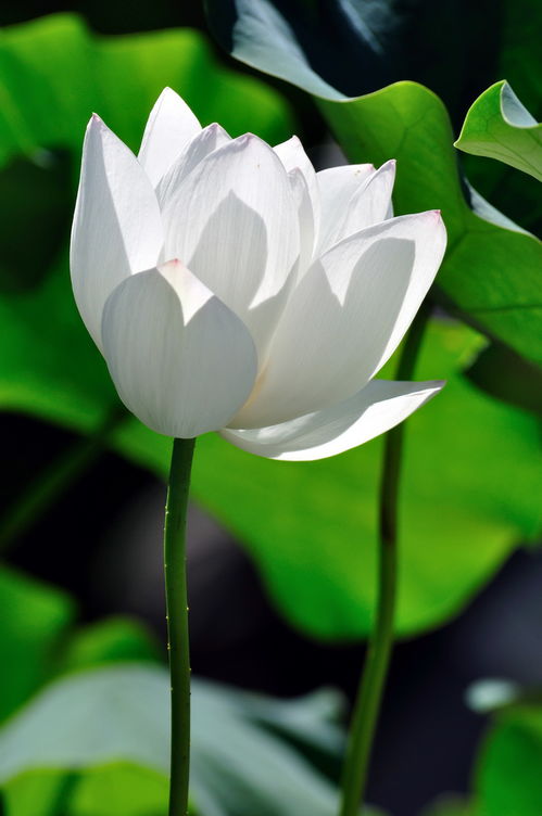 白莲花是什么意思