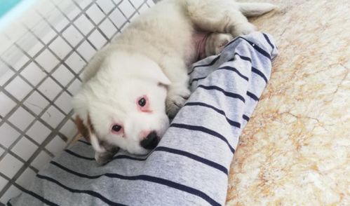 狗狗眼屎多怎么回事啊，狗狗眼屎多怎么回事啊怎么办