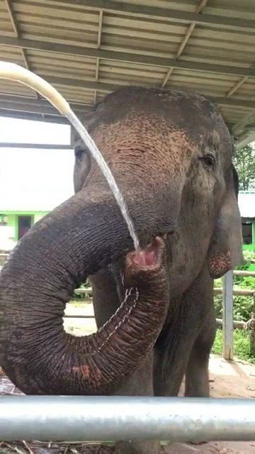 大象的鼻子像什么,如何写比喻句?