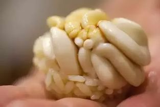 白子蒸蛋的白子是什么东西