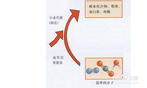 如何促进新陈代谢，如何促进新陈代谢减肥
