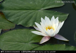 白莲花，白莲花度假村第一季