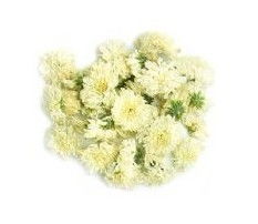 贡菊和杭白菊的区别是什么?