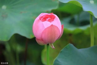 一花一世界,一叶一菩提全诗是什么?
