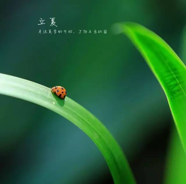 立夏是什么时候，立春是什么时候