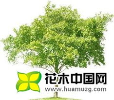 树木的作用有哪些?