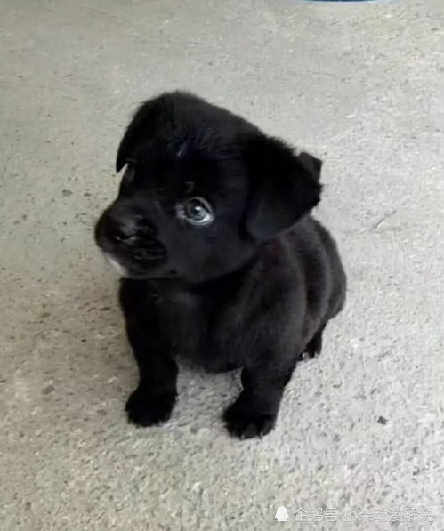 黑色狗狗好听顺口名字有哪些?