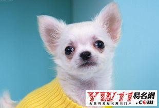 有什么好听的狗狗名字