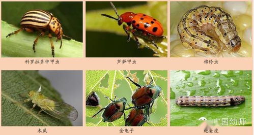 哪些是益虫，哪些是益虫还是害虫