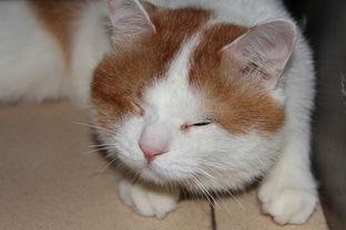 猫咪怎么分辨公母