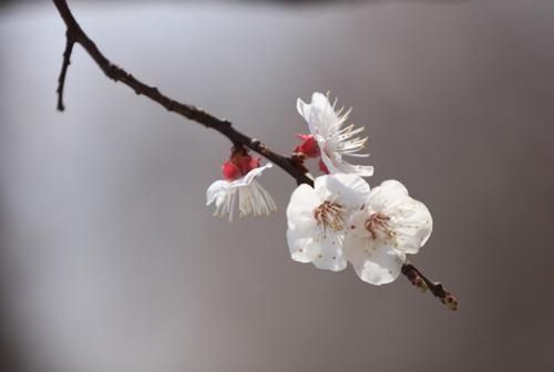 纵被春风吹作雪咏的是什么花，纵被春风吹作雪咏的是哪种花