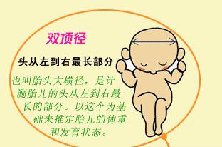 怀孕双顶径是指的什么