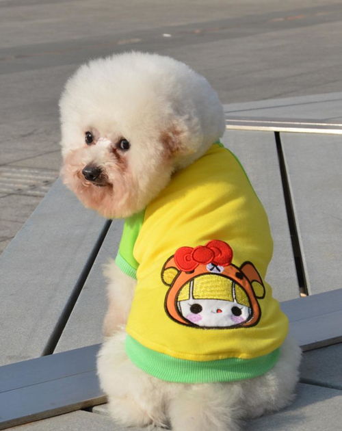 怎么给小狗做衣服