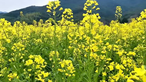 油菜花是什么颜色的