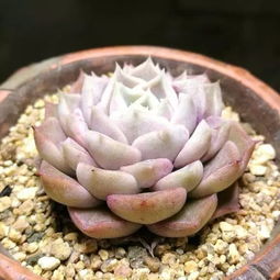 多肉植物怎么养才养得又大又肥