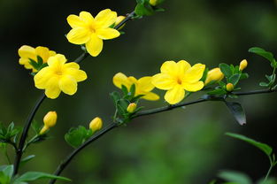 迎春花香吗