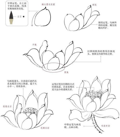 怎样画一朵荷花