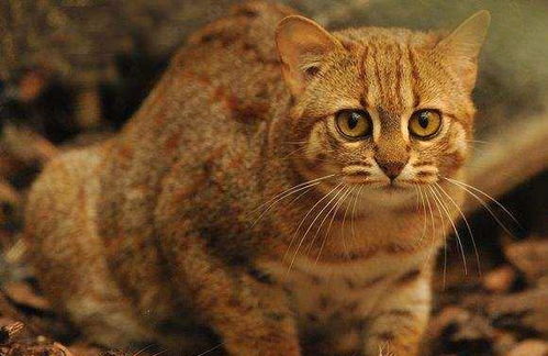 最小的猫是什么猫