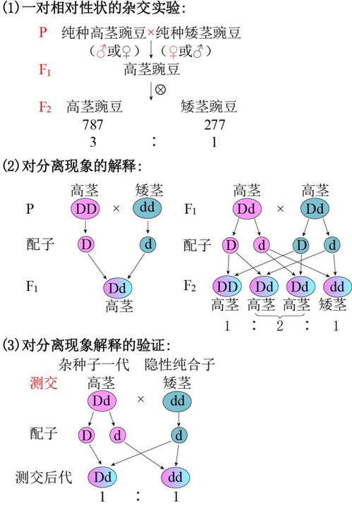 遗传定律，遗传定律有哪些