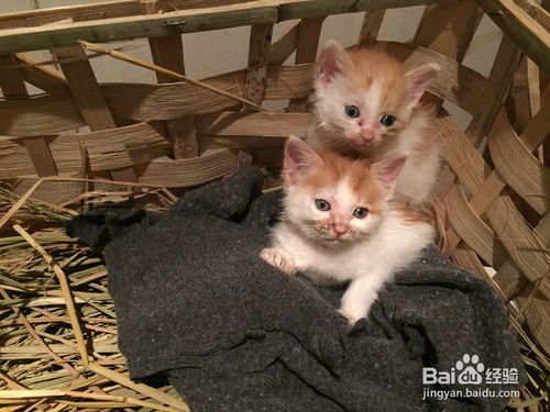 猫怎么分辨公母