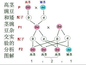 遗传定律是指什么?