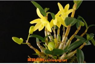 什么人适合吃石斛