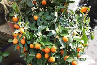 金桔树盆栽的养殖方法和注意事项