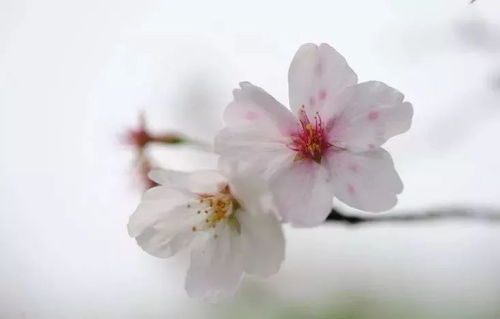 赞美春花的诗句，赞美春花的诗句古诗
