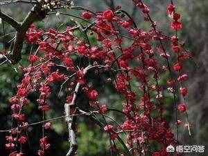 花中四君子指什么，岁寒三友花中四君子指什么