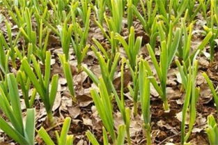 大蒜的种植方法