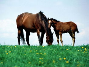 马大是什么字组词