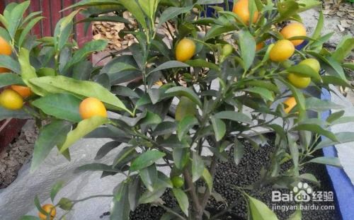 小金桔树盆栽怎么养殖
