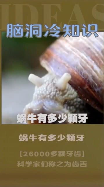 蜗牛有多少牙齿