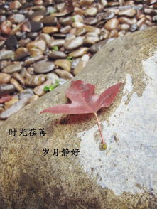 “荏苒”是什么意思?