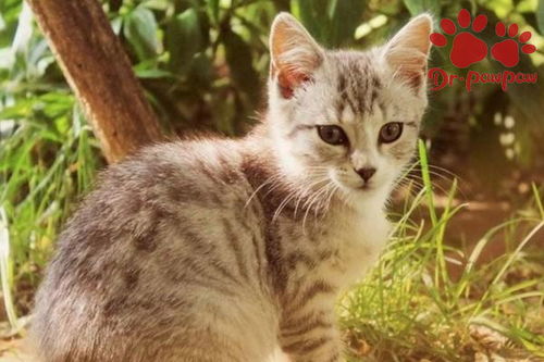 猫咪发烧了怎么办?