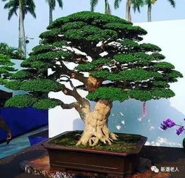 碧玉妆成一树高的意思，碧玉妆成一树高的意思是什么百度网盘