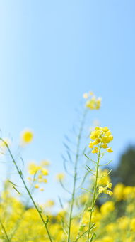 春季是指哪几个月呀?