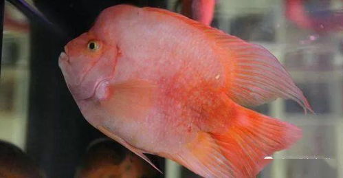 红鹦鹉鱼一般能长多大?