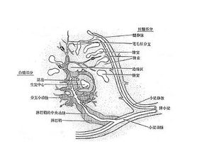 脾功能，脾功能亢进的三大表现