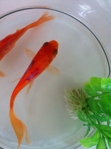 金鱼身上变黑怎么回事,怎么办