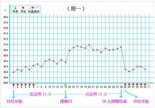 排卵期体温是多少度