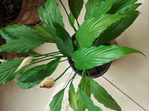 一帆风顺花蔫了怎么办?