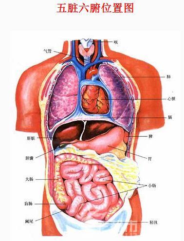 五脏六腑具体是什么