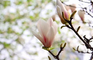 玉兰花的花语是什么意思