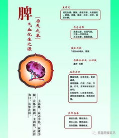 脾对人有什么重要的作用