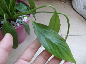 一帆风顺蔫了怎么补救,四种原因以及补救办法