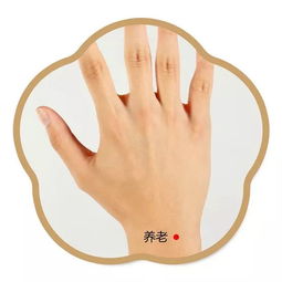 程凯养生说:养老穴,既养眼又养腰