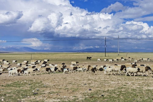 青海属于哪个省?